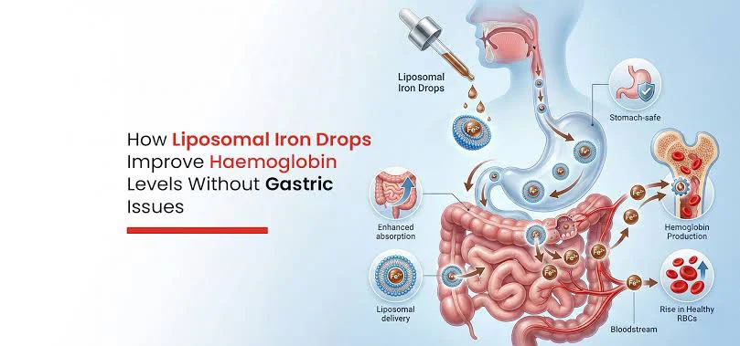 How Liposomal Iron Supports Haemoglobin Production