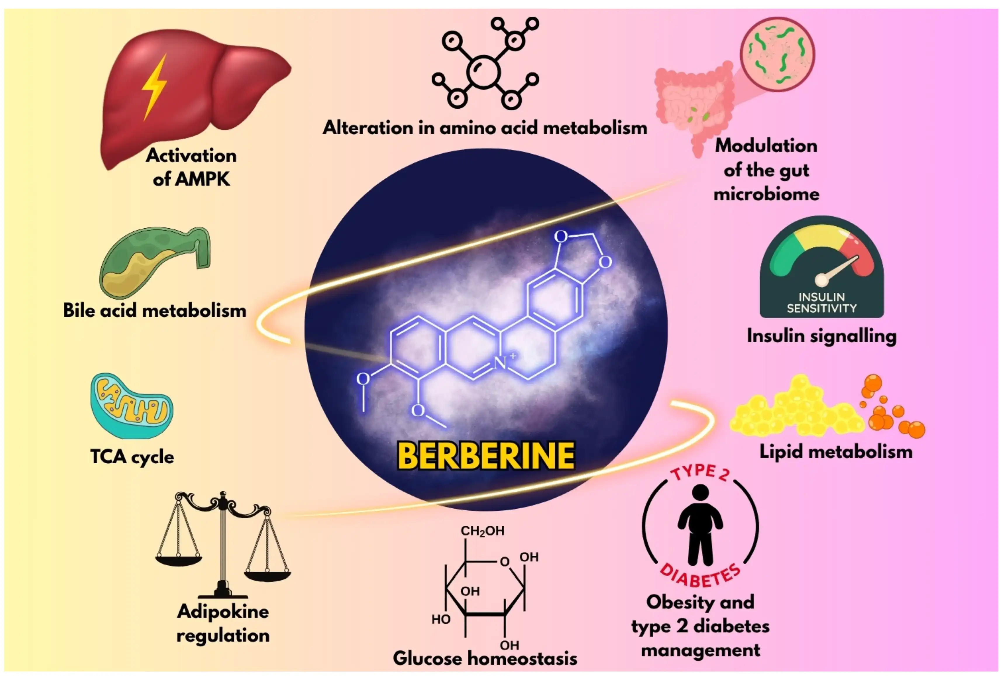 Liposomal berberine applications