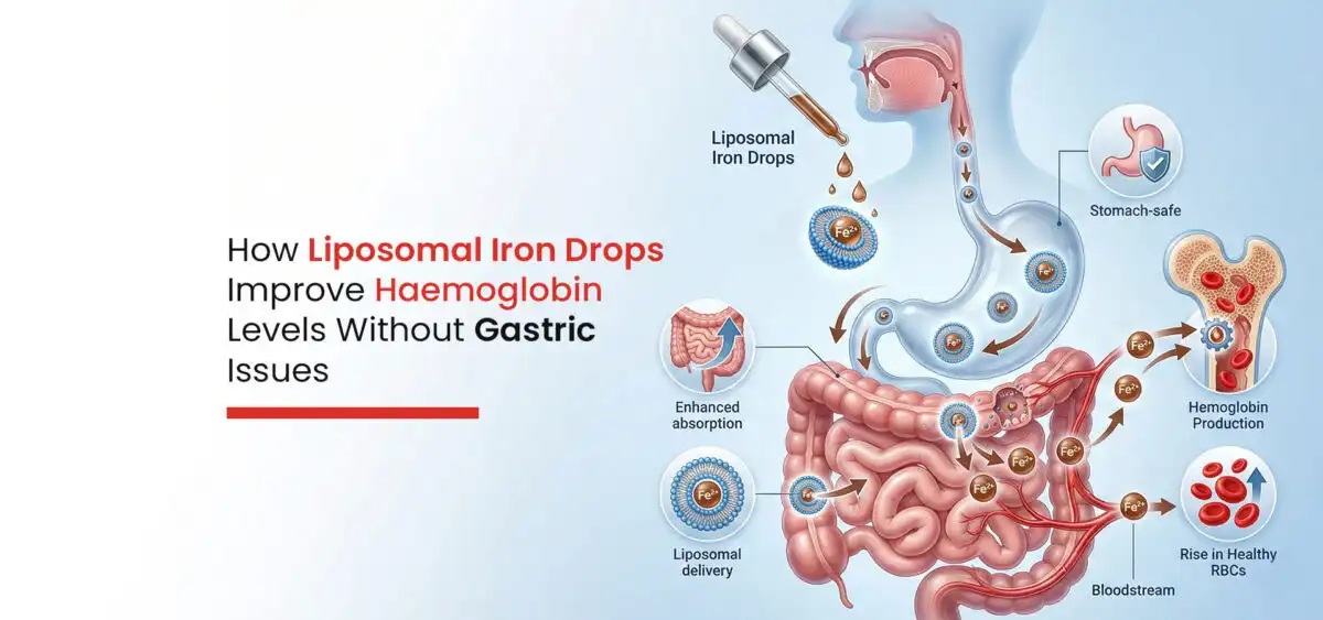 Why Is Liposomal Iron Powder Gentler on the Stomach?