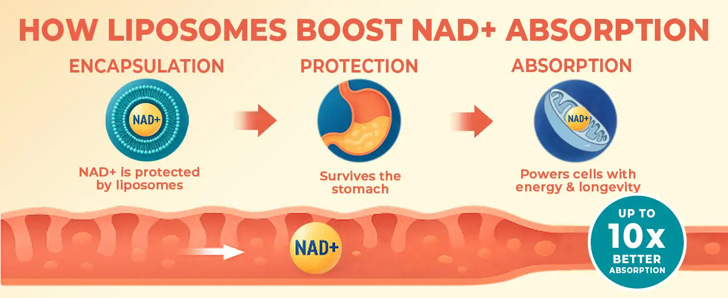 Liposomal NAD+ Benefits Liposomal NAD+ Benefits