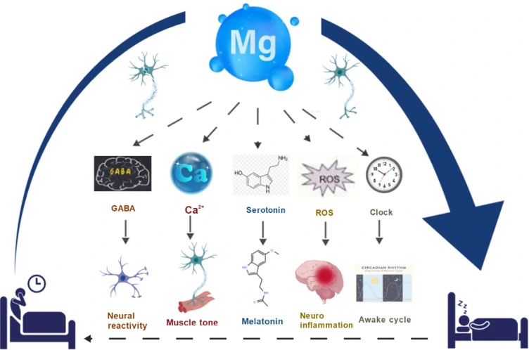 How Magnesium Supports the Body's Natural Sleep Cycle How Magnesium Supports the Body's Natural Sleep Cycle