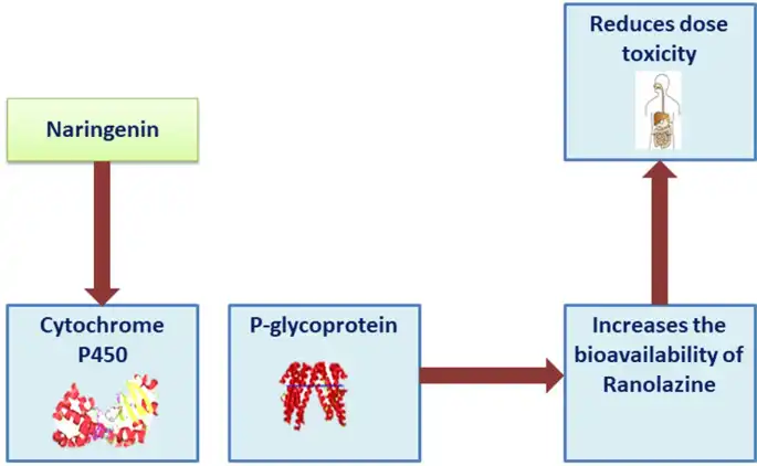 Naringenin's Role in CYP3A4