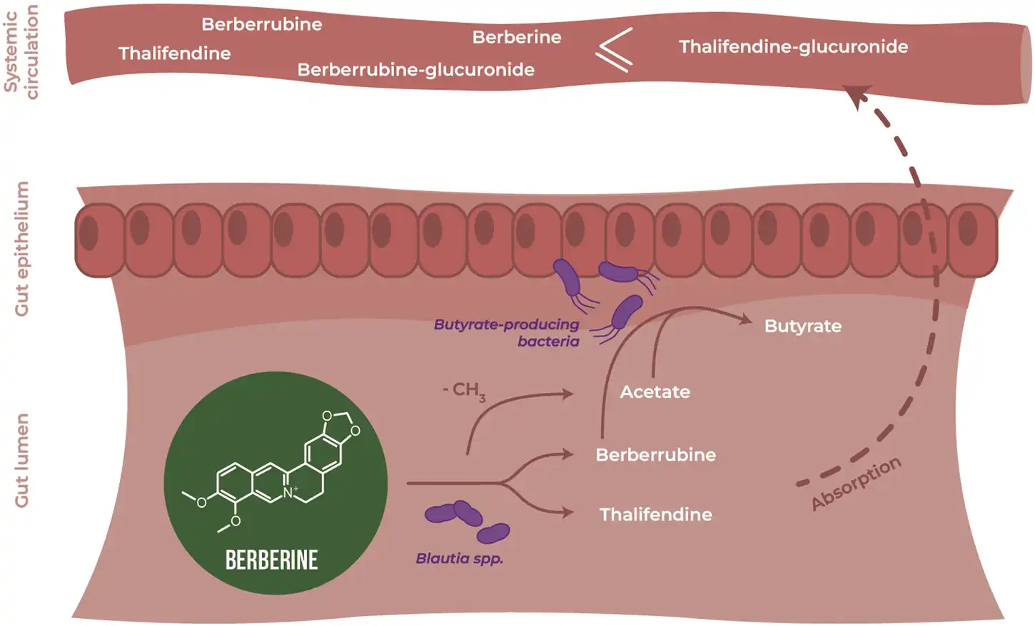 Liposomal Berberine For Gut Health