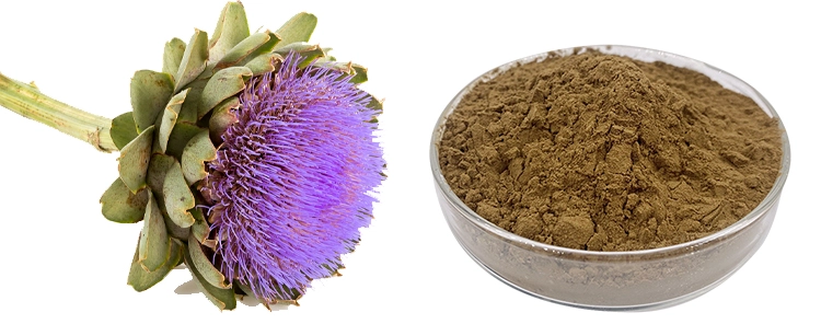 artichoke extract artichoke extract