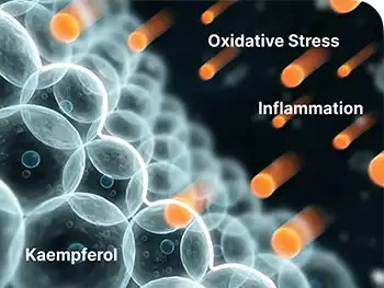 Kaempferol Extract for Anti-Inflammatory and Joint Comfort Benefits