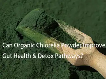 Can Organic Chlorella Powder Improve Gut Health & Detox Pathways?