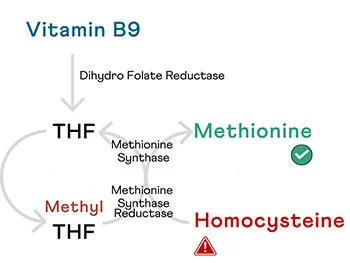 How Does Vitamin B9 Folic Acid Regulate Homocysteine?