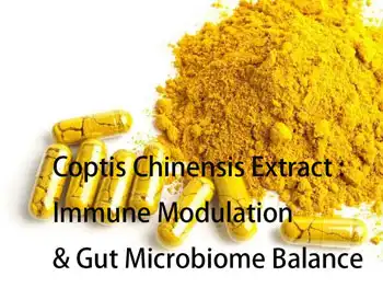 Coptis Chinensis Root Extract for Immune Modulation & Gut Microbiome Balance