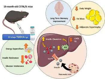 How Does TUDCA Bulk Powder Support Bile Flow?