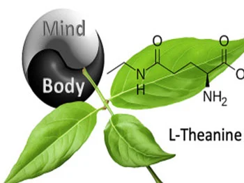 How does Green Tea Extract L-theanine support cognitive health？