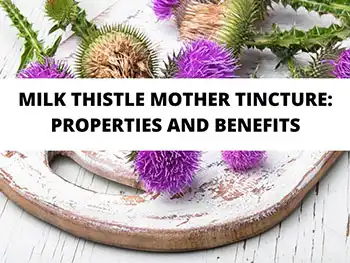 Milk Thistle Extract Powder Effects on Liver Enzymes & Hepatic Function