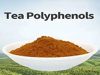 What are the key bioactive compounds in Green Tea Extract Polyphenols？