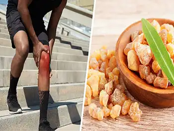 How does Boswellia Serrata Extract Powder support joint health？