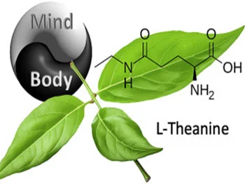What are the key applications of Green Tea Extract L-theanine in supplements？