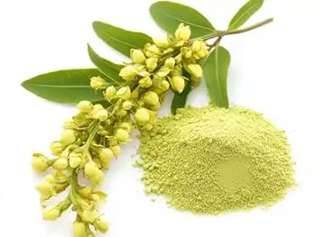 Therapeutic Applications of Rutin Extract in Vascular Health