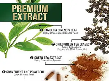 Dosage Recommendations and Safety of Green Tea Extract Polyphenols