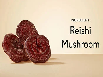 Reishi Mushroom Extract Powder for Healthy Aging and Cellular Balance