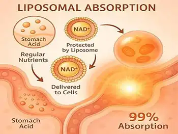 Liposomal NAD+ Powder: Nano-Liposome Shield, Direct Cell Delivery