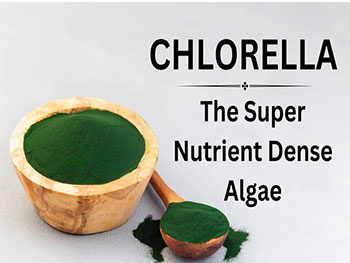 Is Organic Chlorella Powder Rich in Chlorophyll?