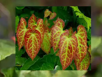 Pure Icariin Extract: Premium Flavonoid for Vitality & Performance