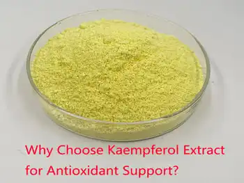 Why Choose Kaempferol Extract for Antioxidant Support?