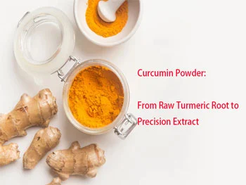 Best Curcumin Powder: From Raw Turmeric Root to Precision Extract