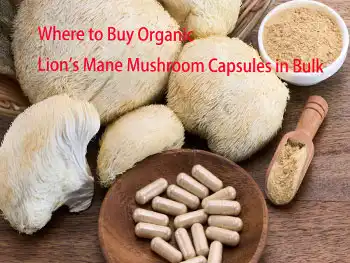 Where to Buy Organic Lion's Mane Mushroom Capsules in Bulk
