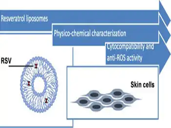 Can Liposomal Resveratrol Powder Slow the Aging Process?