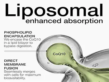 What Makes Liposomal Coenzyme Q10 Powder Superior for Absorption?