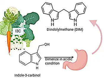 What Makes Indole-3-Carbinol a Key Phytonutrient from Cruciferous Vegetables？