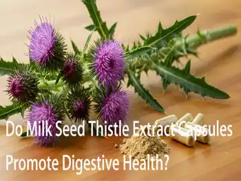 Do Milk Seed Thistle Extract Capsules Promote Digestive Health?