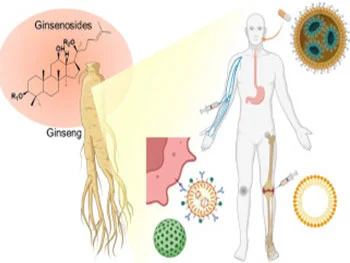 Ginseng Extract Powder: Standardised Ginsenoside Profile for Clinical Use