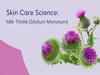 How does Milk Thistle Extract Powder support skin and hair care？