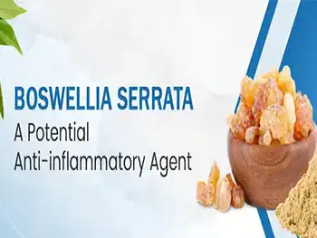 What are the anti-inflammatory properties of Boswellia Serrata Extract Powder？