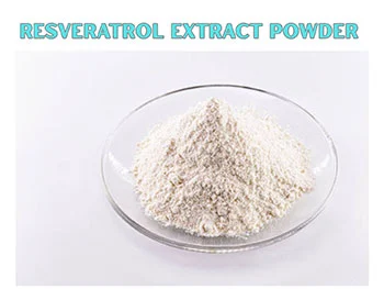 How does Resveratrol Extract Powder support cardiovascular health？