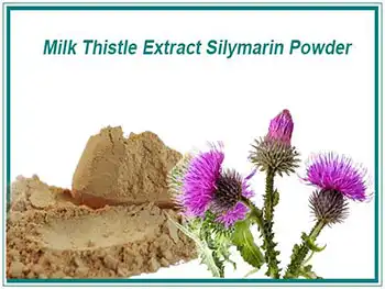 What are recent developments in Milk Thistle Extract Powder research？