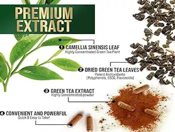 What is the role of Green Tea Extract Polyphenols in disease prevention？