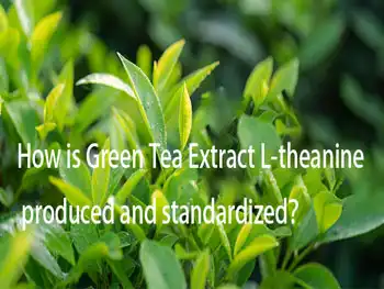How is Green Tea Extract L-theanine produced and standardized？