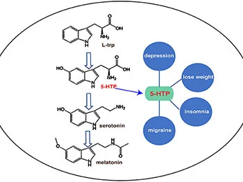 How Griffonia Extract 5 HTP Supports Serotonin Production Naturally?