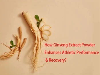 How Ginseng Extract Powder Enhances Athletic Performance & Recovery?