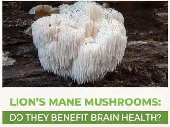 What Makes Lion’s Mane Mushroom Extract Powder a Powerful Nootropic?