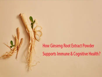 How Ginseng Root Extract Powder Supports Immune & Cognitive Health？