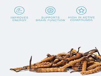 How Can Cordyceps Sinensis Powder Elevate Your Functional Nutrition Line?