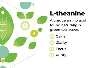 Applications of Pure L-Theanine Powder in Sports Nutrition