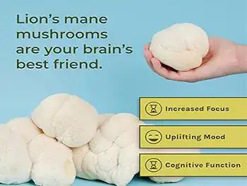 Can Lion’s Mane Mushroom Extract Powder Improve Memory and Focus?