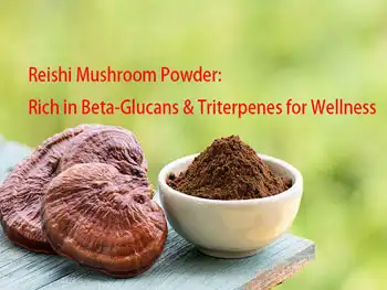 Reishi Mushroom Powder: Rich in Beta-Glucans & Triterpenes for Wellness
