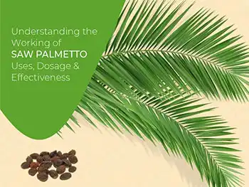 The Science Behind Saw Palmetto Extract Powder and DHT Reduction