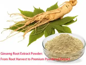 Ginseng Root Extract Powder: From Root Harvest to Premium Powdered Extract