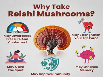 Can Reishi Mushroom Powder Improve Sleep, Mood & Recovery Naturally?